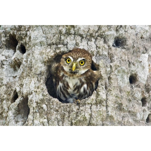 Mexico, Tamaulipas Ferruginous pygmy owl in nest